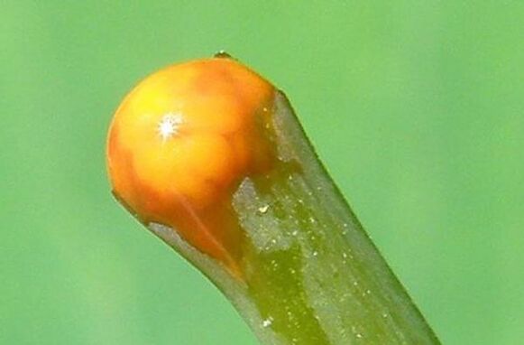 proprietățile celandinei în tratamentul papiloamelor